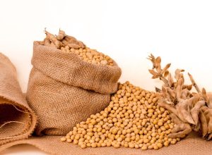 soybeans, plants, seeds-2039639.jpg